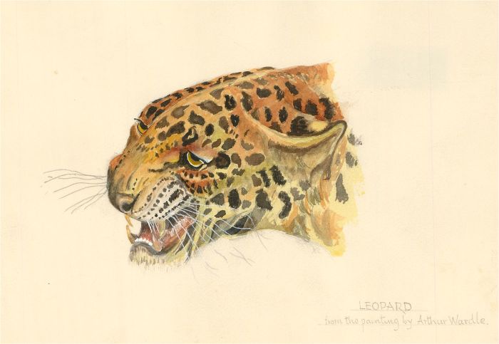 After Arthur Wardle (1860-1949) - 20th Century Watercolour, Leopard