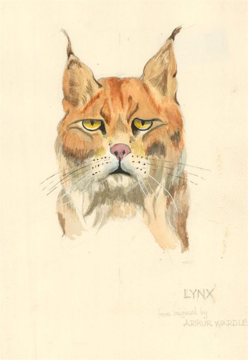 After Arthur Wardle (1860-1949) - 20th Century Watercolour, Lynx
