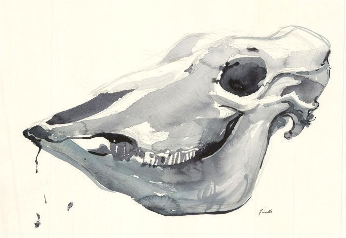 Pamela Guille ARCA - Contemporary Watercolour, Study of an Animal Skull