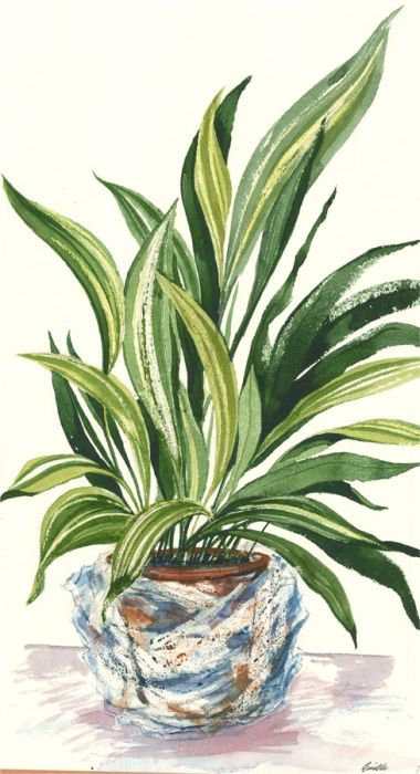 Pamela Guille ARCA - Contemporary Watercolour, House Plant V