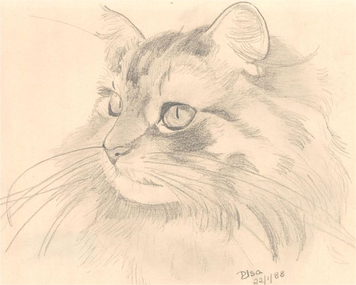 D. Isa - 1988 Graphite Drawing, Fluffy Cat