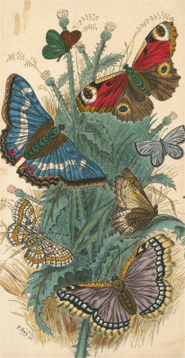 P.L. Day - 1921 Watercolour, Butterflies