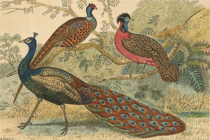P.L. Day - 1921 Watercolour, Birds in Landscape