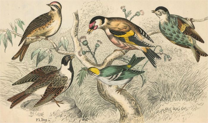 P.L. Day - 1921 Pen and Ink Drawing, Birds on Tree Branch