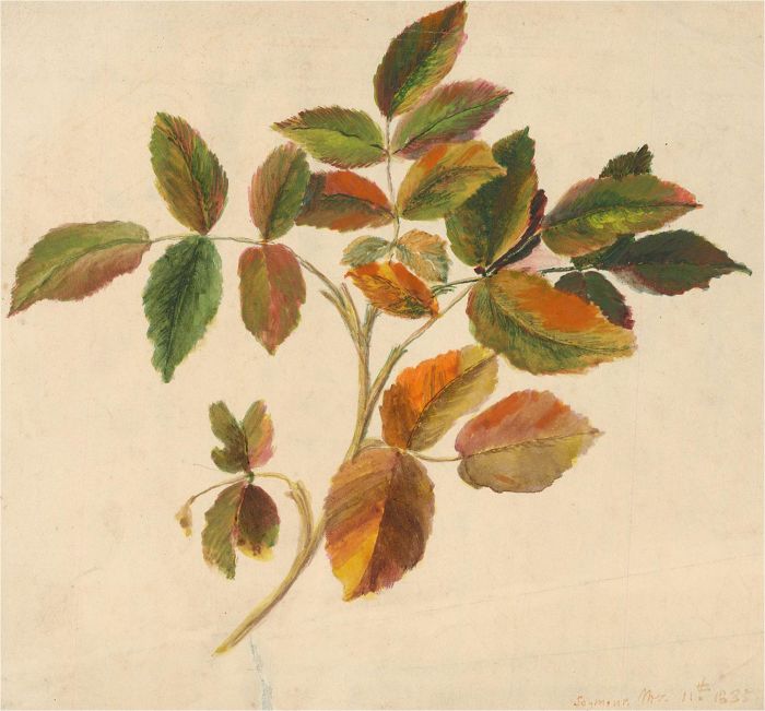 Seymour Gordon Cummings - 1835 Watercolour, Elm Leaves