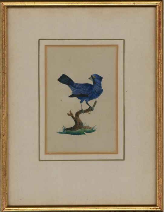 Mary Ann Hawson Philpot - 1829 Watercolour, Blue Jay