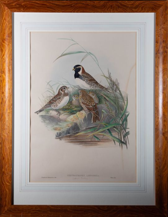 Walter after H.C. Richter and J. Gould (1804-1881) - Lithograph, Lapland Bunting