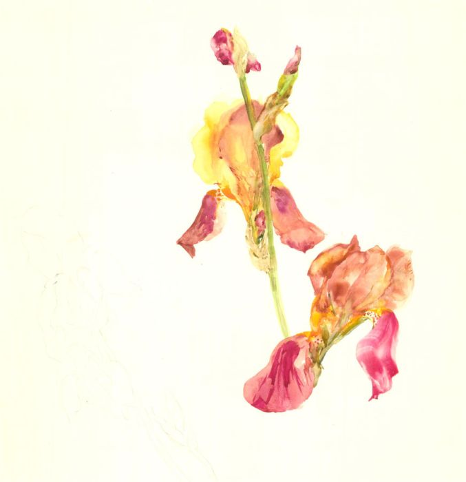 Sylvia E. Churchward-Wade - Contemporary Watercolour, Study of Iris Flowers