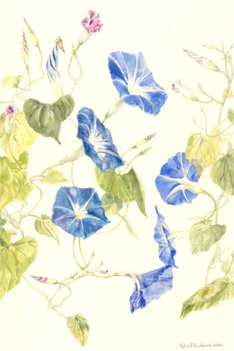 Sylvia E. Churchward-Wade - Contemporary Watercolour, Blue Trumpet Flowers