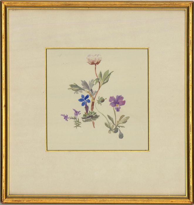 Mid 20th Century Watercolour - Flower Studies