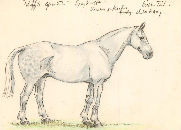 20th Century Pen and Ink Drawing - Dappled Grey Horse