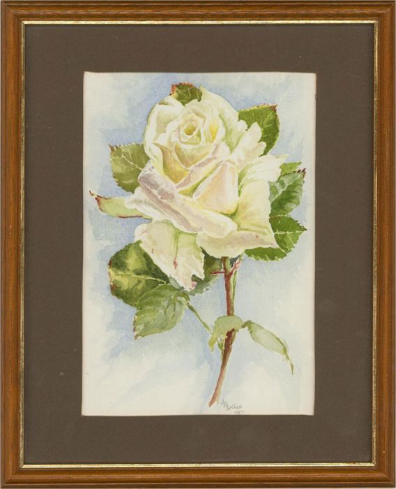 J.H. Luckas - 1987 Watercolour, White Rose
