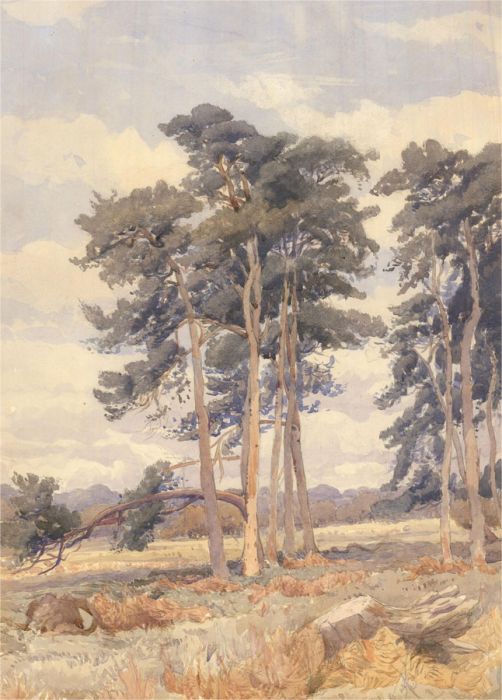J.C. Rough - Early 20th Century Watercolour, Norfolk Tree