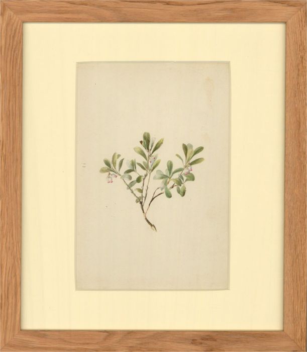 Late 19th Century Watercolour - Botanical Study of Dainty Flowers