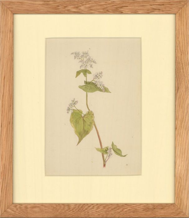 Late 19th Century Watercolour - Study of White Dainty Flowers