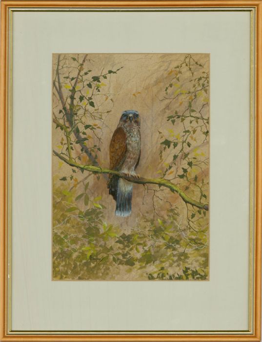 Eileen Cooper - Contemporary Watercolour, Kestrel