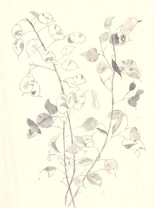 Sylvia Grottick - 20th Century Pen and Ink Drawing, Lunaria Annua