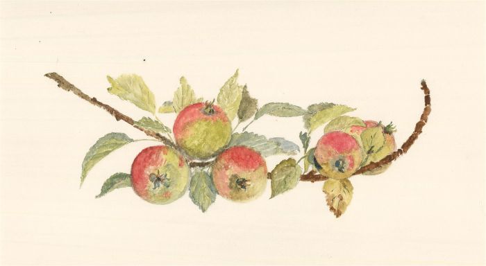 Sylvia Grottick - 20th Century Watercolour, Five Apples