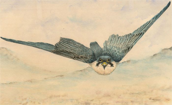Contemporary Watercolour - Peregrine Falcon