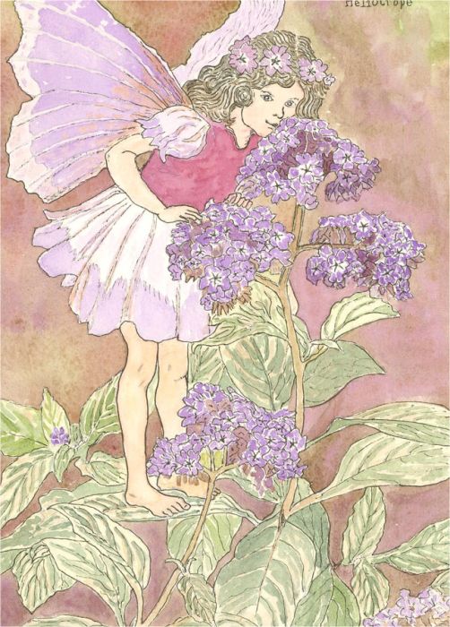 After Cicely M. Barker - Three 20th Century Watercolours, Sweet Pea, Heliotrope
