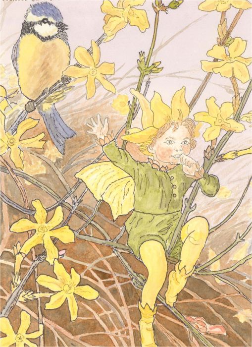 After Cicely M. Barker - Four 20th Century Watercolours, Jasmine, Chestnut, Lime