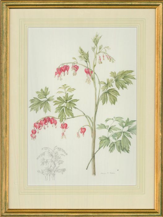 Mollie Foster (1934-2021) - Contemporary Watercolour, Bleeding Hearts