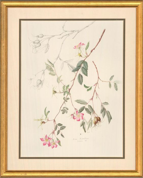 Mollie Foster (1934-2021) - Contemporary Watercolour, Wild Roses