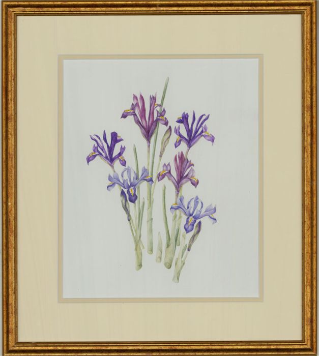 Mollie Foster (1934-2021) - Contemporary Watercolour, Irises Study