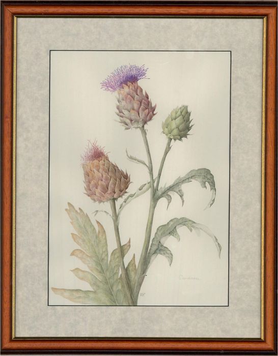 Mollie Foster (1934-2021) - Contemporary Watercolour, Cardoon Thistle