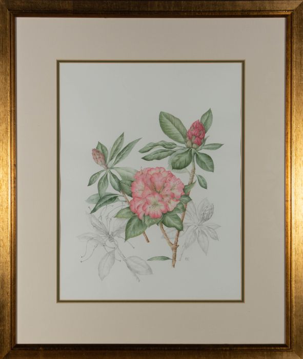 Mollie Foster (1934-2021) - Signed Watercolour, Botanical study of Rhododendrons