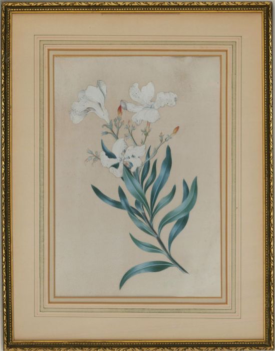 Early 20th Century Watercolour - White Freesias