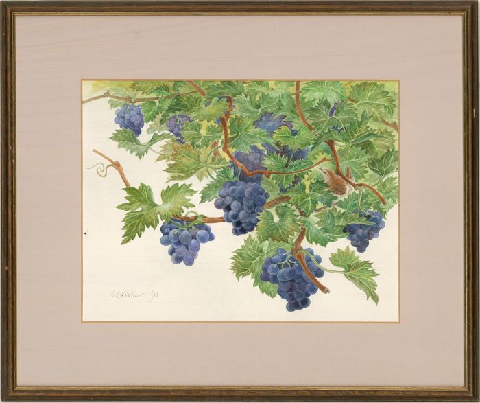 Sheila Fisher - 1993 Watercolour, Wren On The Grape Vine