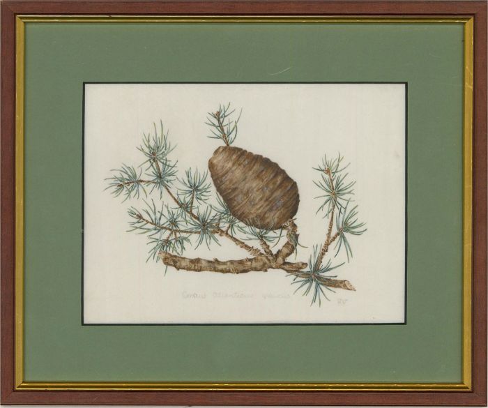 Mollie Foster (1934-2021) - Contemporary Watercolour, Pine Cone Study