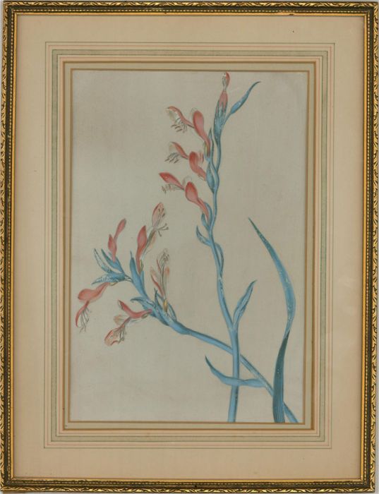 Early 20th Century Watercolour - Gladioli
