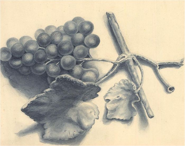 Early 20th Century Watercolour - Grapes on the Vine