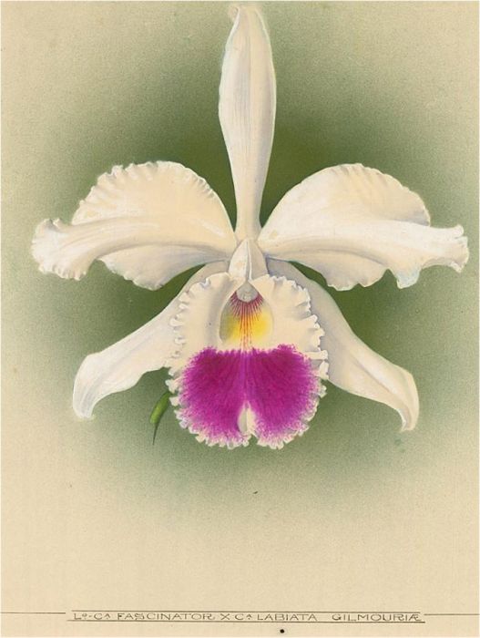 Frederick William Bolas (1871-1951) - Signed 1919 Watercolour, Gilmouria Orchid