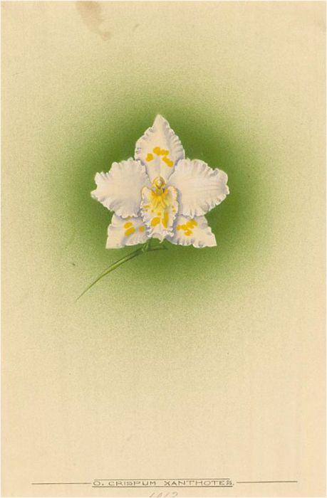 Frederick William Bolas (1871-1951) - Watercolour, White and Yellow Orchid