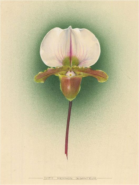 Frederick William Bolas (1871-1951)-1913 Watercolour, Memnon Giganteum Orchid