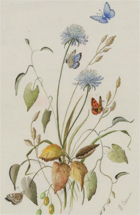 M. Cannon - Signed Watercolour, Study of Butterflies and Flowers
