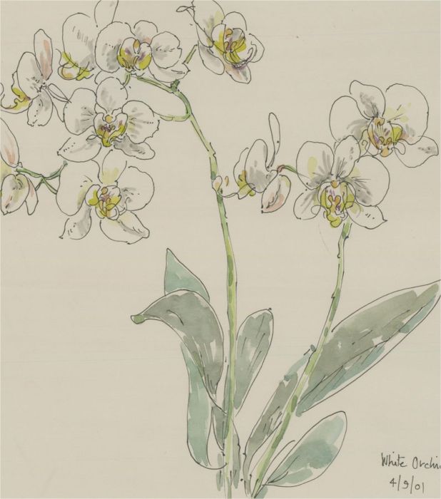 Jill Dickin - 2001 Watercolour, White Orchids