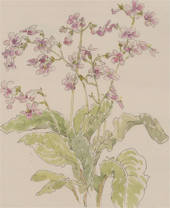 Jill Dickin - 1998 Watercolour, Dainty Flowers I