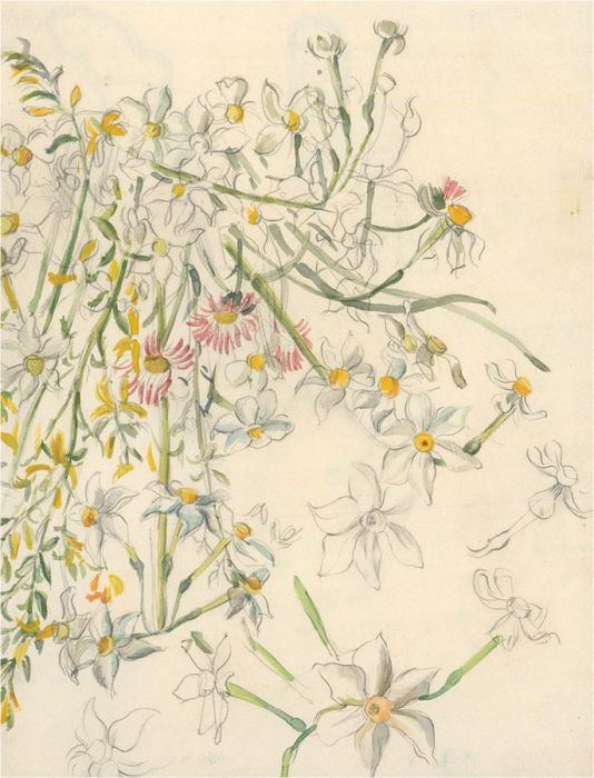 20th Century Watercolour - Narcissus Study