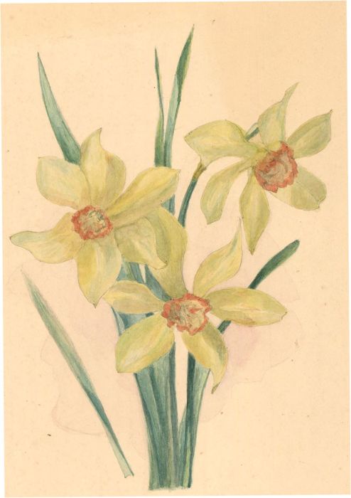 Early 20th Century Watercolour - Study of Daffodils