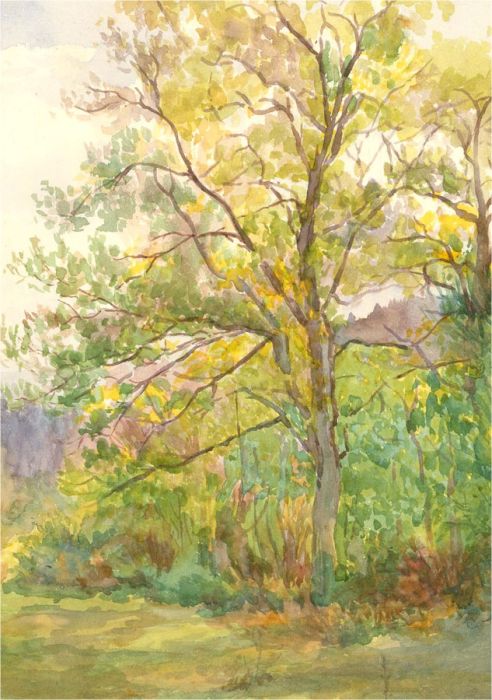 Early 20th Century Watercolour - Tree