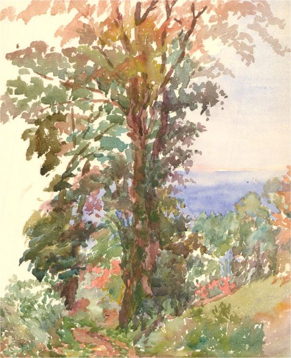 Early 20th Century Watercolour - Tree Study