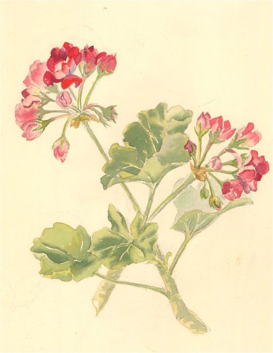 Contemporary Watercolour - Geraniums