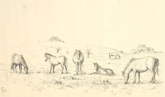 J.A. Pusey - 1992 Pen and Ink Drawing, Wild horses
