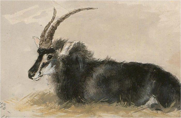 1880 Watercolour - Sable Antelope