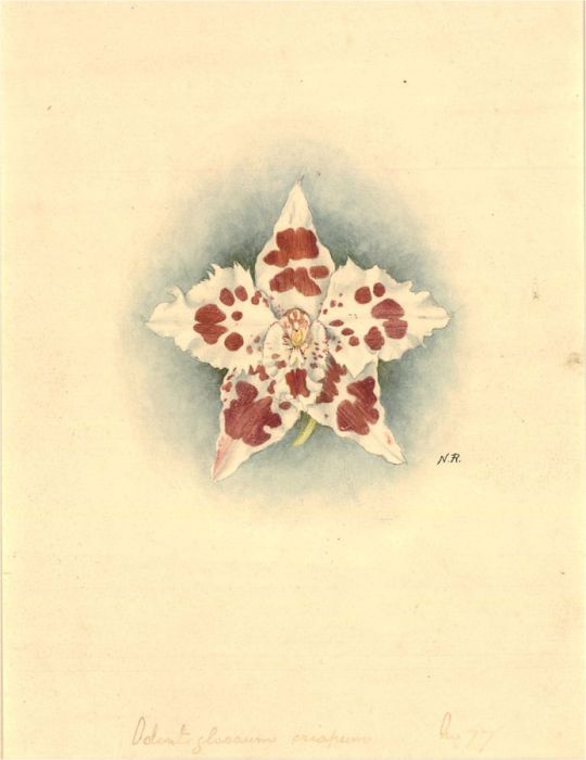 N.R. - Early 20th Century Watercolour, Odontoglossum Crispum