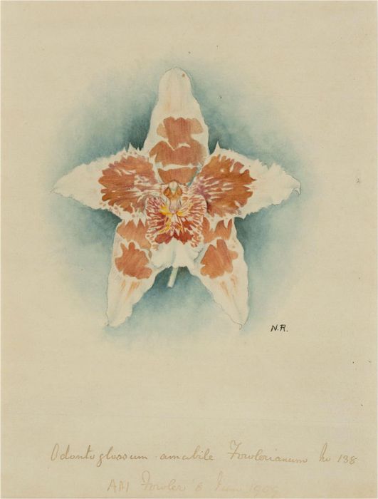 N.R. - 1909 Watercolour, Odontoglossum Amabile Fowlerianum